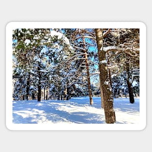 Scene at the Sormovsky Park in Nizhny Novgorod with pine trees, foliage, trunks, snow and trail Sticker